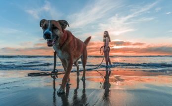 Turismo con perros