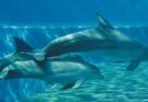 Experiencia con delfines en Cancún