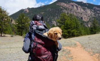 Viajar con tu perro